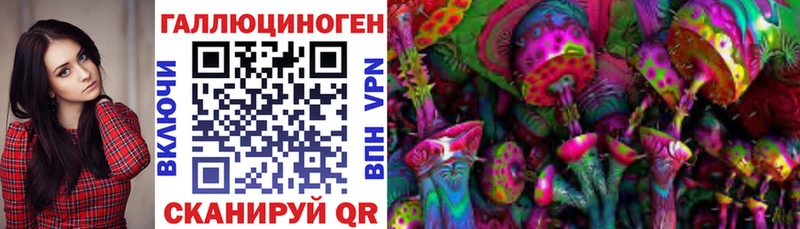 Купить  Сунжа  Псилоцибиновые грибы Psilocybe 